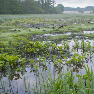 Care Peat Project