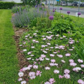 Herbaceous Perennials at Kingfisher Entrance