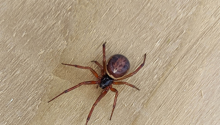 University of Galway 