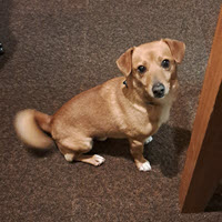 Jack Russel Terrier looking at the camera