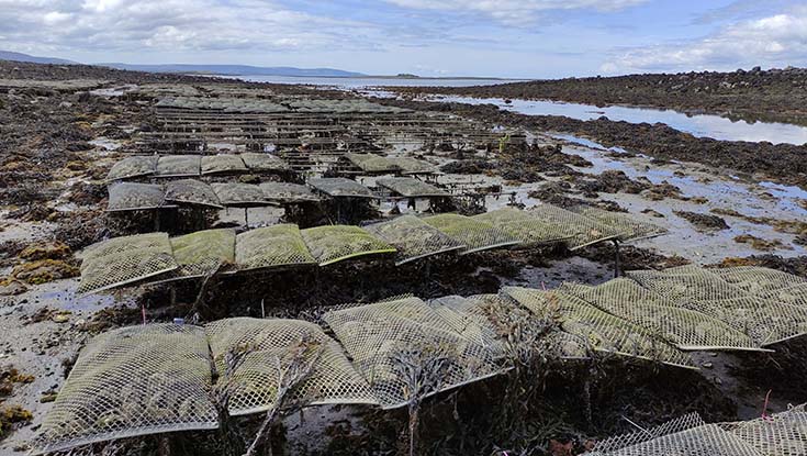 Oyster trestles in South East Galway Bay at Kelly Oysters. Photo: Dr Ronan Cooney