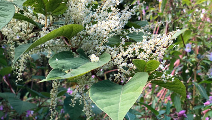 NUI Galway Japanese knotweed. Photo: Dr Mark Fennell, AECOM