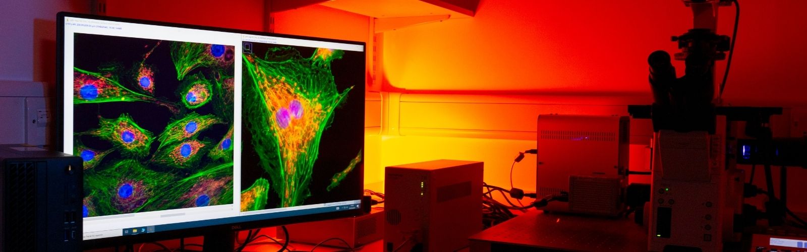 An image of a microscope and a colourful picture of a cell